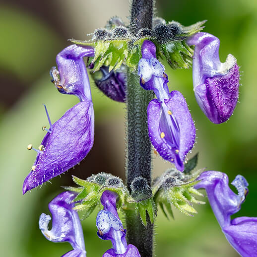 Coleus Forskohlii